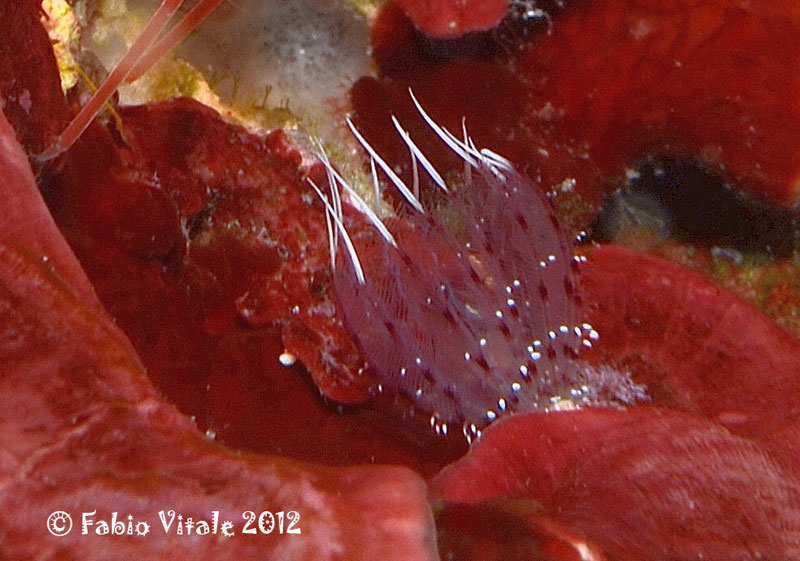 Sabella sp